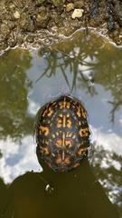 Terrapene carolina