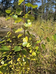 Populus