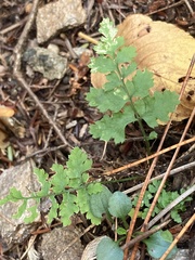 Dryopteris campyloptera