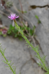 Crupina crupinastrum