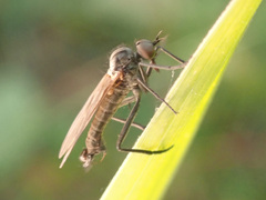 Rhamphomyia