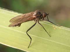 Rhamphomyia