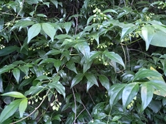 Chiococca alba