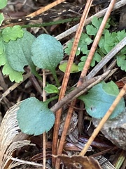 Packera obovata