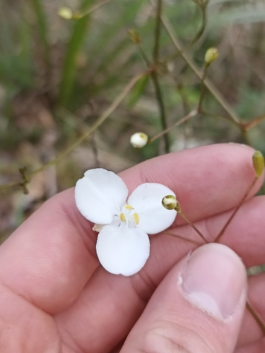 Image of Libertia grandiflora by (c) Oscar Dove, some rights reserved (CC BY)