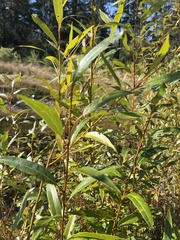 Salix lasiandra