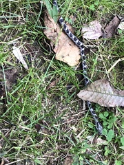 Pantherophis alleghaniensis