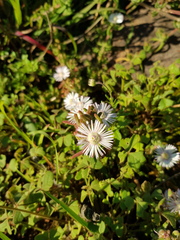 Drosanthemum hispifolium