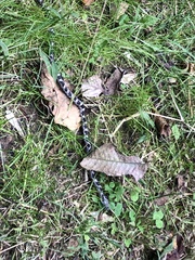 Pantherophis alleghaniensis