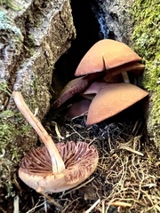 Psathyrella piluliformis