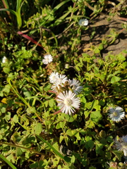 Drosanthemum hispifolium