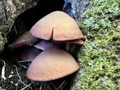 Psathyrella piluliformis
