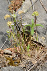 Valerianella coronata