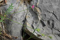 Onobrychis aequidentata