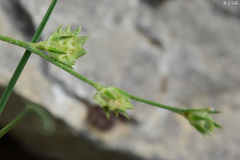 Onobrychis aequidentata