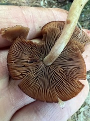 Psathyrella piluliformis