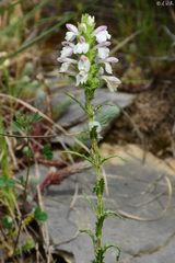 Bellardia trixago