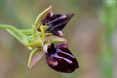 Ophrys mammosa