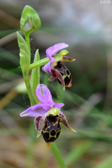 Ophrys oestrifera