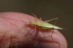 Oecanthus quadripunctatus