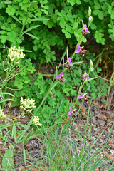 Ophrys oestrifera