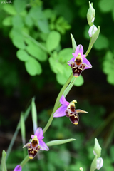 Ophrys oestrifera