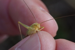 Oecanthus quadripunctatus