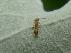 Temnothorax
