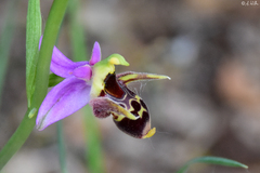 Ophrys oestrifera