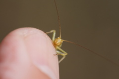 Oecanthus quadripunctatus