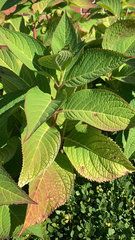 Hydrangea macrophylla