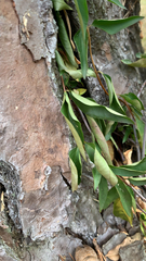 Dolichandra unguis-cati