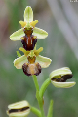 Ophrys sphegodes grammica