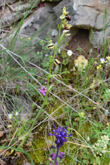 Ophrys sphegodes grammica