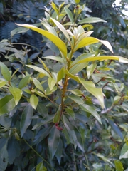 Sideroxylon salicifolium