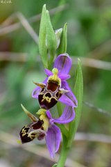 Ophrys oestrifera