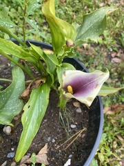 Zantedeschia