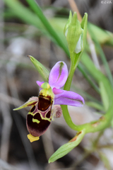 Ophrys oestrifera