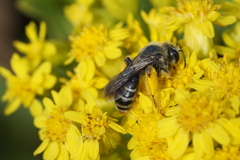 Andrena braccata