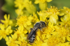 Andrena braccata
