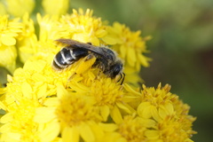 Andrena braccata