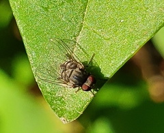 Lindneromyia