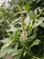 Phytolacca icosandra