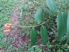 Bomarea acutifolia