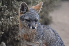 Urocyon cinereoargenteus townsendi