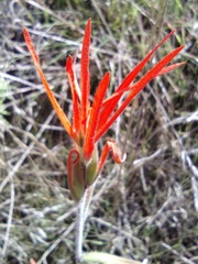 Castilleja minor stenantha