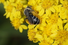 Andrena braccata