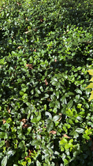 Trachelospermum asiaticum