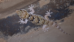 Chondrodactylus bibronii