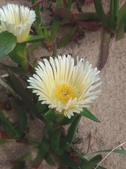 Carpobrotus